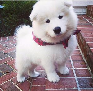 Samoyedo Macho