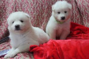 Samoyedos