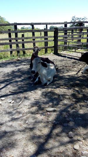 Se Vende Tres Vacas Paridas