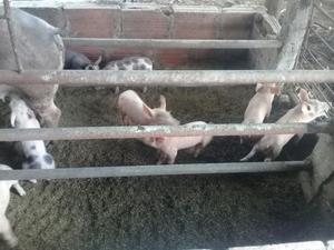Se Venden 11 Cerdos de Destete