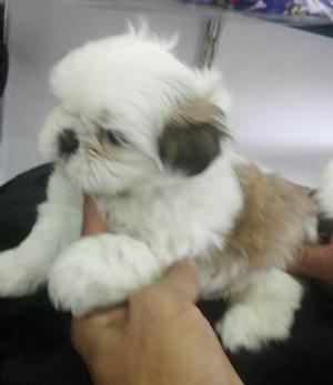 Shih Tzu