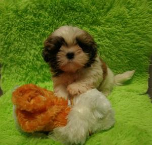 Shih Tzu Machos Y Hembras Disponibles