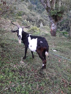 Vendo Chivos Y Ovejas