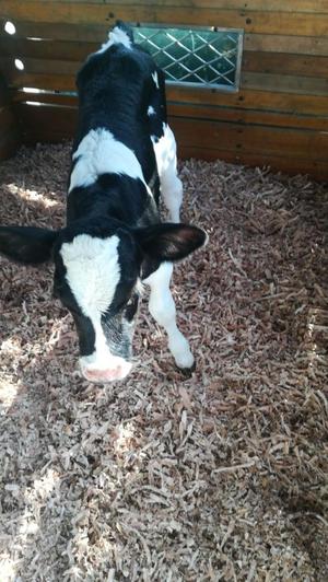 Vendo Dos Hermosas Terneras Holstein