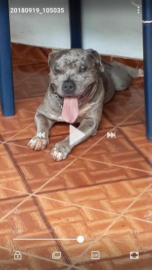 Vendo Hermosos Cachorros