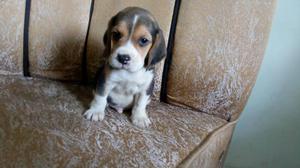 Venta Cachorros Mini Beagle Tricolor