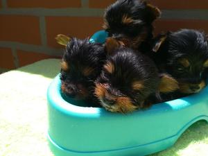 Yorkshire Terrier Mini