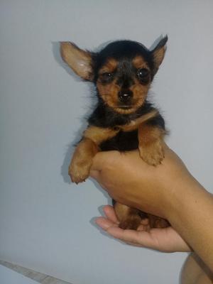 Yorky Macho Mini 50 Dias Vacunado