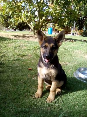 venta de hermosos cachorros Pastor Alemán en la cuidad de