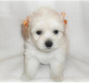 cachorros y mascotas french poodle mini toy boronitas mini