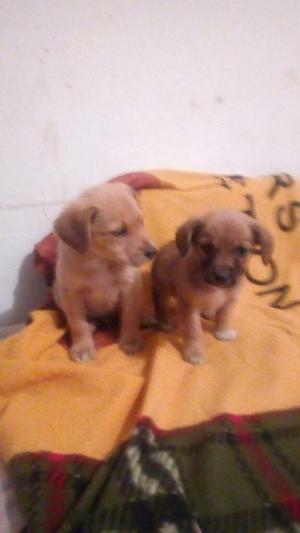 Adoptame Hermosos Crusaditos Depincher