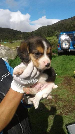 Adorables Juguetones Cachorros Beagle