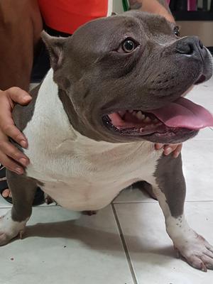 American Bully Poket para Monta