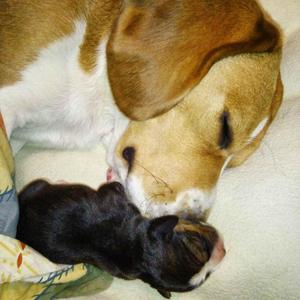 BEAGLE TRICOLOR