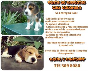 Beagle vendo de raza pura❣