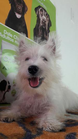 Bellisimo West Highland Terrier