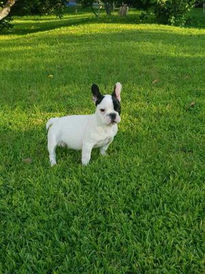 Bulldog Frances