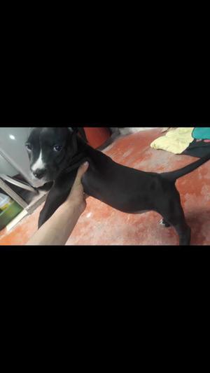 Cachorro Pitbull Pereira