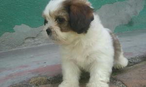 Cachorro de Shitzu Disponible Criadero P.canin Certificado