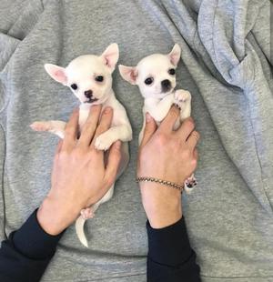 Cachorros Chihuahua Miniatura
