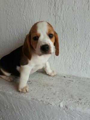 Compreme Esta Bella Beagle