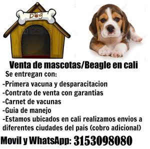 ＢＥＡＧＬＥ DE 45 DIAS SE OFRECEN EN CALI CON ENVIOS