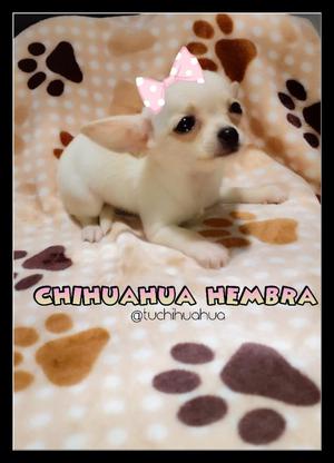 Divinaaa Chihuahua Tea Cup Blanca Sale!!