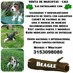 EMPRESA DE MASCOTAS OFRECE BEAGLE TRICOLOR