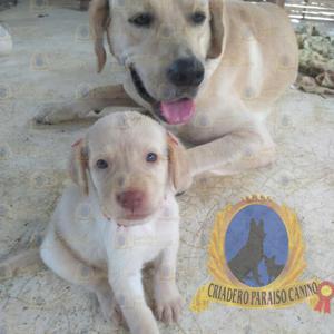Ejemplares de Labrador Dorado Criadero P.c Certificado
