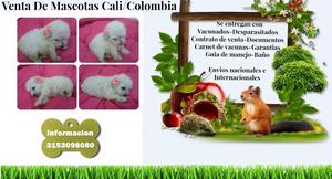 FRENCH POODLE EN VENTA