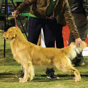 GOLDEN RETRIEVER