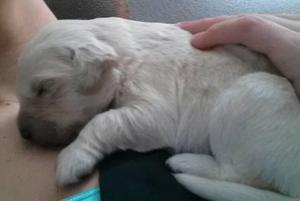 GOLDEN RETRIEVER ENVIOS