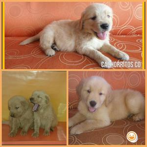 Golden retriever hermosos con pureza de raza CERTIFICADA