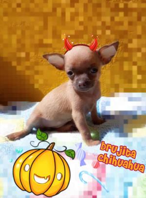 Hermosa Bolsillera Chihuahua Saleee