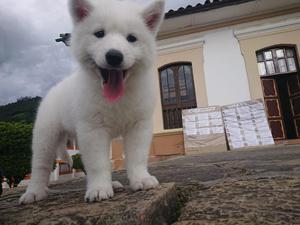 Hermosa Samoyedo