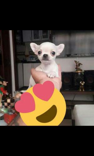 Hermoso Chihuahua