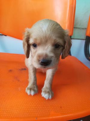 Hermoso Cocker Spaniel