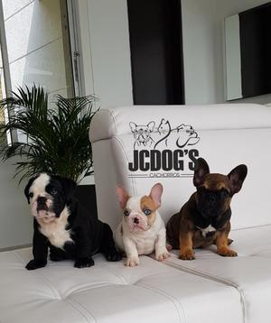 Hermosos Cachorros Bulldog Frances