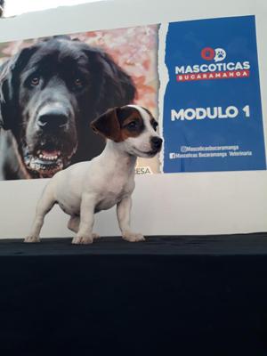 Hermosos Jack Russell