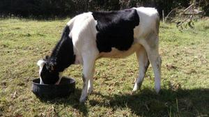 Holstein, Jersey, Ayreshire Novillas