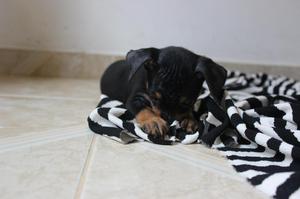 PINCHER MINI  Macho