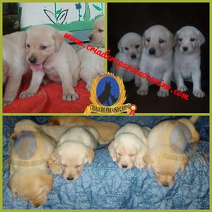 Preciosos Cachorros de Labrador Criadero P.can Certificado