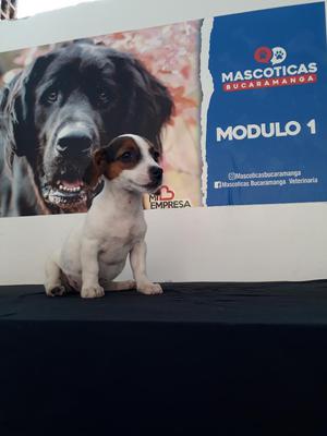 Sorprendentes Jack Russell Puroooos