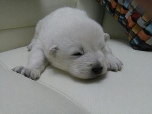 Vendo Cachorros Samoyedo