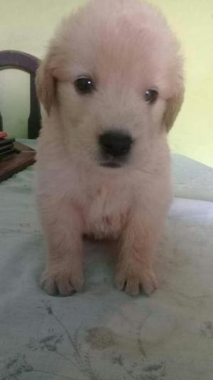 Vendo.golden Retriver