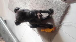 Vendo perro pit bull info 