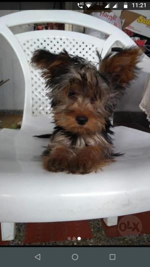 Yorkshire Terrier Mini