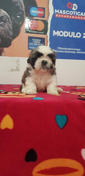 de Los Mini Shihtzu en Venta