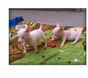 Chihuahua Disponible **