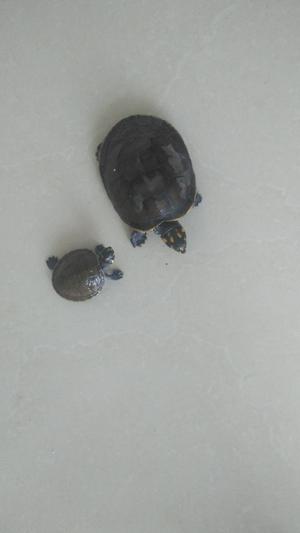 Tortugas